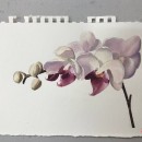 watercolour-painting-course-student-work-2019-3.jpg