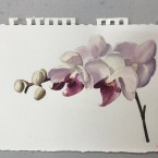 watercolour-painting-course-student-work-2019-3.jpg